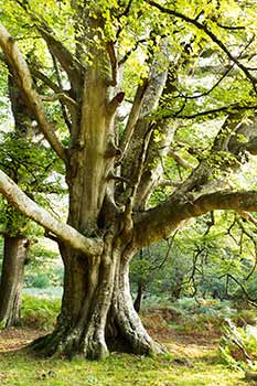 A pollard beech in Undersley Wood