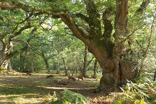 Pigs during the autumnal pannage season rooting about below the spreading branches of the Undersley Oak