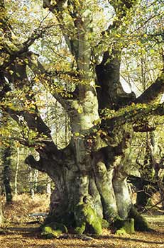An ancient pollard beech near Warwickslade Cutting