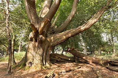 A fine pollard oak that has already lost a number of its massive boughs, hidden away in Winding Stonard wood, on the edge of Stoney Cross Plain