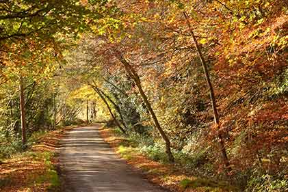 Autumn colours on Pinkney Lane