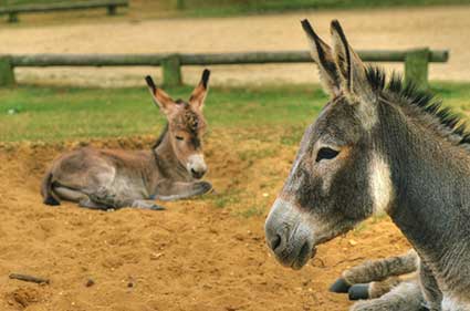 New Forest donkeys are a popular sight with visitors to the area