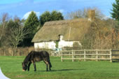 New Forest pony at Beaulieu 