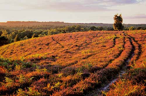 The heather clad hill-top at Acres Down