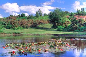 The small pond at Acres Down