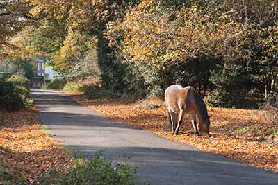 The narrow tarmac lane linking Bank and Gritnam