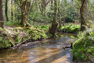 Bartley Water within Busketts Lawn Inclosure