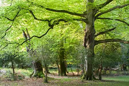 Brinken Wood in spring