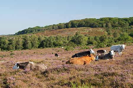 Cattle relaxing in the sun amongst the pretty pink flowers of cross-leaved heath on Church Moor