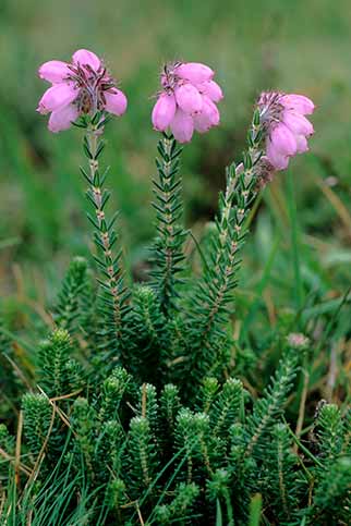 Cross-leaved heath brightens Gutter Heath