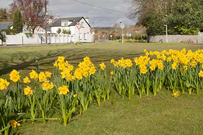 A beautiful display of daffodils at Goose Green