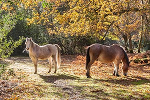 Ponies in Gritnam Wood