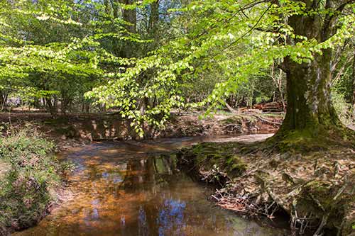 Highland Water in spring