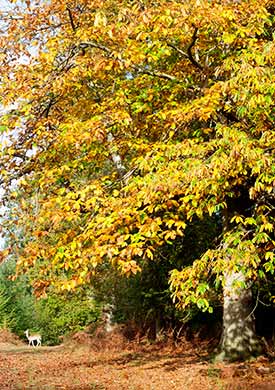 Autumn colour, and a passing fallow doe, in Holmhill Inclosure