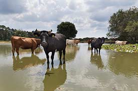 Cattle cooling off in Janesmoor Pond