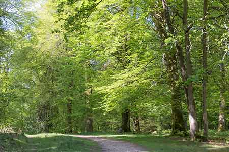 The walk route as it passes through Little Holmhill Inclosure