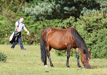 New Forest ponies and golfers make unlikely companions on Lyndhurst golf course