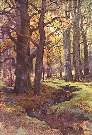 The Beaulieu River in Mallard Wood, shown in a 1920 print: the scene remains little changed to this day