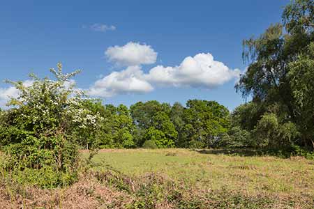 A Forest lawn opposite the turn into Godshill Wood