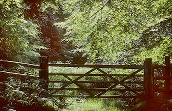 A quiet corner of Park Ground Inclosure