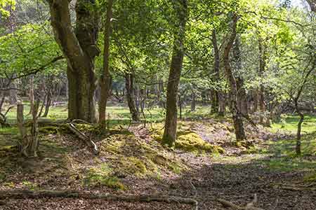 The Park Pale on the edge of ancient, unenclosed woodland at Park Hill