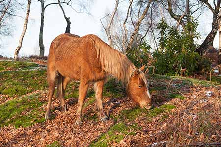 A pony foraging in the depths of winter beside the walk route close to Denny Inclosure