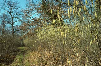 Hazel catkins beside the path in Pondhead Inclosure