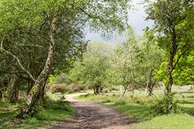 The cycle track as it leaves Rans Wood