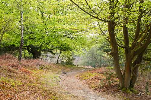 A quiet path through Rushpole Wood