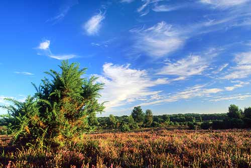 Heathland on White Moor