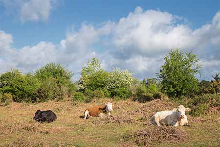 Cattle taking it easy in the sun beside the Park Pale, close to The Ridge