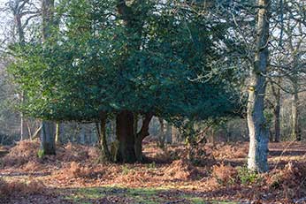 Ancient, unenclosed woodland in Whitley Wood