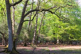 Wick Wood - beautiful ancient, unenclosed woodland