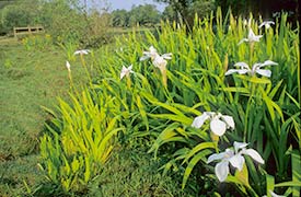 White flowered examples of yellow iris likely to be encountered during the walk