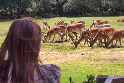 Deer at Bolderwood Deer Sanctuary are often easily seen from the viewing platform