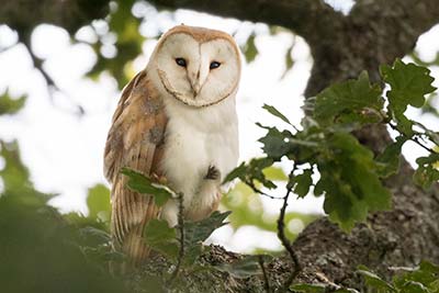 Barn owls are year-round residents