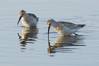 A curlew sandpiper in the foreground, alongside a remarkably similar dunlin