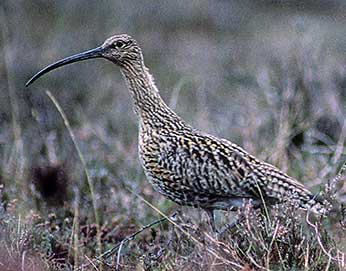 Curlews arrive in the New Forest from early March