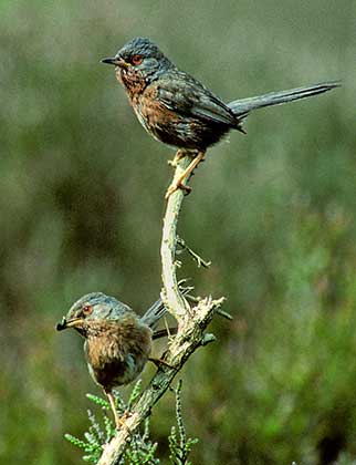 Dartford warbler pair 