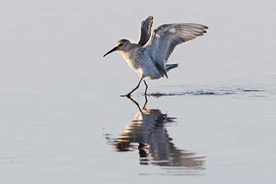A dunlin at high tide in early autumn, coming in to land on Fishtail Lagoon