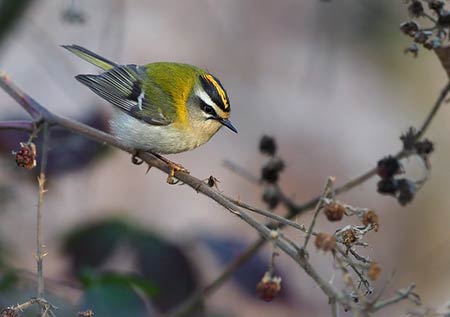 Many bird enthusiasts consider it a red letter day when clear, prolonged views of a Firecrest are obtained