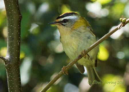 Firecrests are tiny creatures