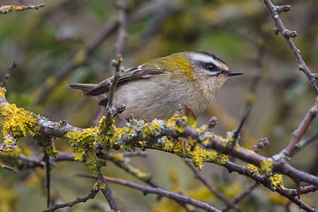 The Firecrest is still a New Forest 'speciality' bird