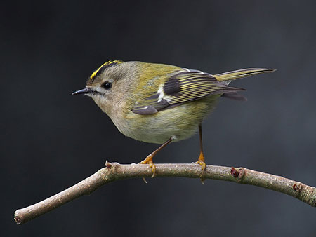 The closely related goldcrest lacks the Firecrest's black eye-stripe and broad white supercilium