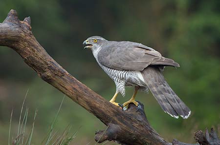 Goshawks were found to be breeding in the New Forest in 2002