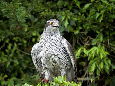 The current UK Goshawk population derives from deliberately released or escaped falconers' birds