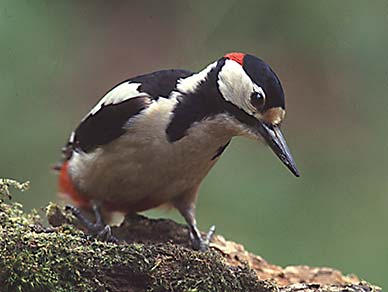 Male great spotted woodpecker 
