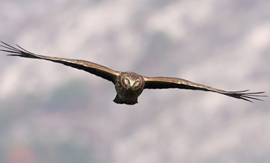 A female hen harrier busy hunting - courtesy of dreamstime.com