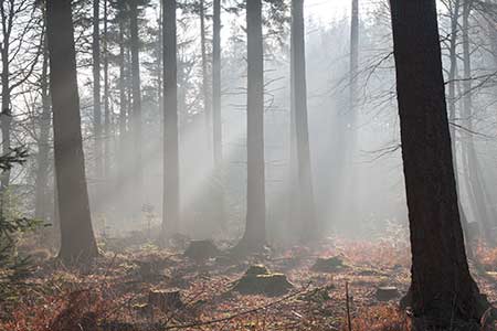 Holidays Hill Inclosure: the large central block of New Forest woodland holds numerous pairs of Goshawks