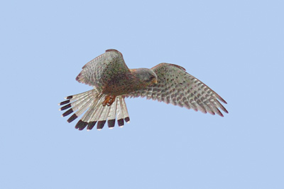 Kestrels frequently hunt over the marshes